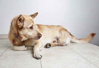 Alaskan Husky-Unknown Mix Dogs for adoption in Eden Prairie, MN, USA
