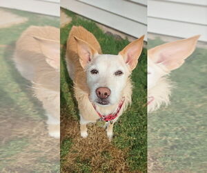 Unknown-Vizsla Mix Dogs for adoption in Caribou, ME, USA