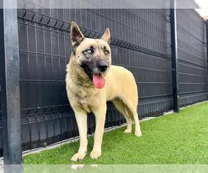 German Shepherd Dog-Unknown Mix Dogs for adoption in Orange, CA, USA