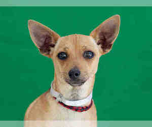 Chihuahua-Unknown Mix Dogs for adoption in Downey, CA, USA