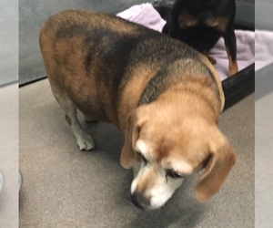 Beagle Dogs for adoption in HESPERIA, CA, USA
