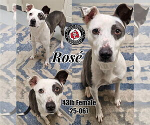 American Pit Bull Terrier-Unknown Mix Dogs for adoption in Georgetown, KY, USA