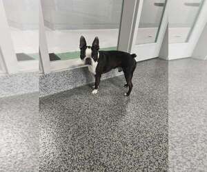 Boston Terrier Dogs for adoption in Waterloo, IA, USA