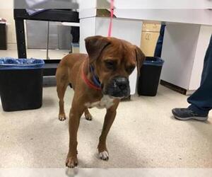 Boxer Dogs for adoption in Riverside, CA, USA