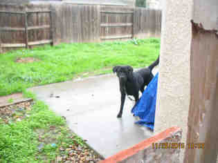 Labrador Retriever Dogs for adoption in Lathrop, CA, USA