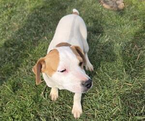 Rottweiler-Unknown Mix Dogs for adoption in Placerville, CA, USA