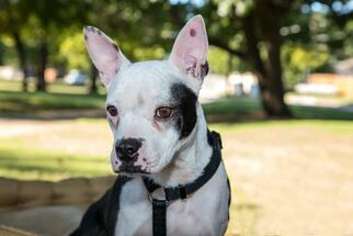 American Boston Bull Terrier Dogs for adoption in Arlington, TX, USA