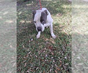 American Pit Bull Terrier Dogs for adoption in Houston, TX, USA