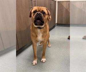 Medium Photo #1 Puggle Puppy For Sale in Baytown, TX, USA