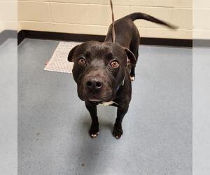 American Staffordshire Terrier-Unknown Mix Dogs for adoption in Denver, CO, USA