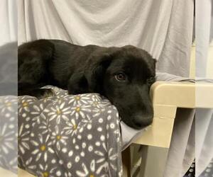 Border Collie-Unknown Mix Dogs for adoption in Modesto, CA, USA