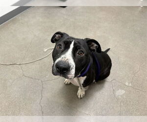 American Pit Bull Terrier-Unknown Mix Dogs for adoption in Berkeley , CA, USA