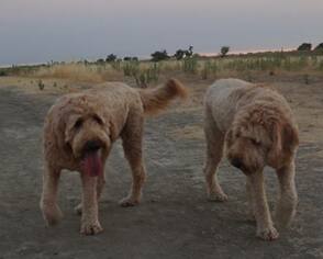 Goldendoodle Dogs for adoption in Modesto, CA, USA