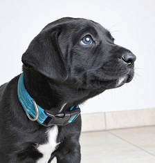 Medium Photo #1 Labrador Retriever-Unknown Mix Puppy For Sale in Eden Prairie, MN, USA