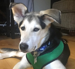 Alaskan Husky-Unknown Mix Dogs for adoption in Point Pleasant, PA, USA