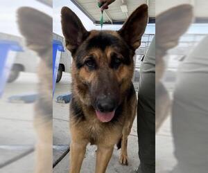 German Shepherd Dog Dogs for adoption in Bakersfield, CA, USA