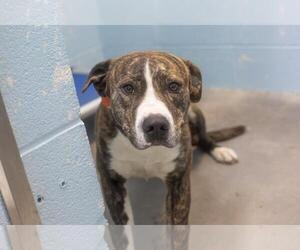 Mutt Dogs for adoption in Mountain Home, AR, USA