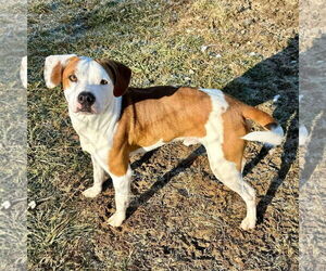 Beagle-Unknown Mix Dogs for adoption in Bristol, CT, USA