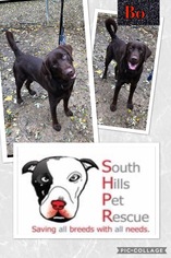 - Mix Dogs for adoption in South Park, PA, USA