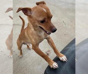 Chihuahua Dogs for adoption in Peoria, IL, USA