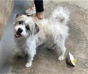 Care-Tzu Dogs for adoption in Tallahassee, FL, USA