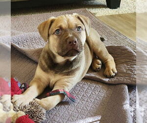 German Shepherd Dog-Unknown Mix Dogs for adoption in Sacramento, CA, USA