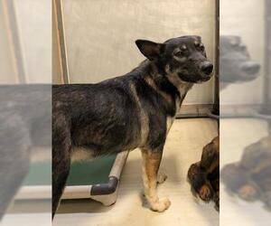 German Shepherd Dog Dogs for adoption in Bakersfield, CA, USA