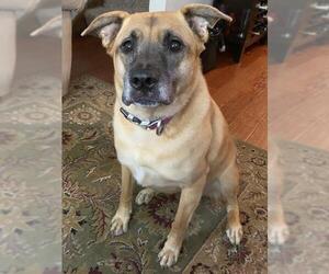 Labrottie Dogs for adoption in Monkton, MD, USA
