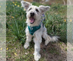 Mutt Dogs for adoption in Vail, AZ, USA
