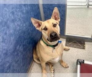 German Shepherd Dog-Unknown Mix Dogs for adoption in Fort Collins, CO, USA