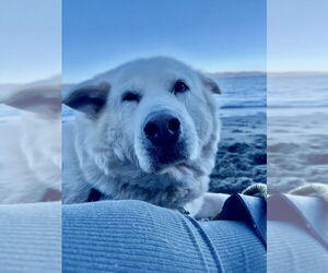 Great Pyrenees-Unknown Mix Dogs for adoption in Bellevue, WA, USA