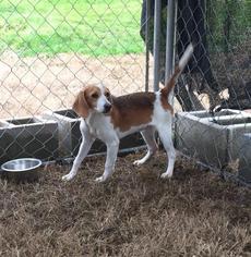 Beagle Dogs for adoption in Lonsdale, AR, USA