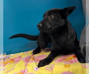 German Shepherd Dog Dogs for adoption in San Martin, CA, USA