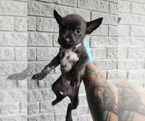 American Staffordshire Terrier-Unknown Mix Dogs for adoption in San Antonio, TX, USA