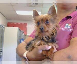 Mutt Dogs for adoption in Sacramento, CA, USA
