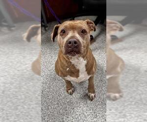 American Pit Bull Terrier Dogs for adoption in Pasadena, TX, USA