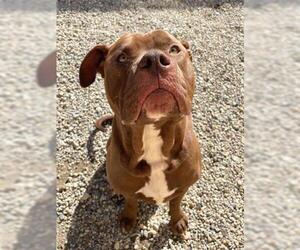 Dogue de Bordeaux Dogs for adoption in Fort Wayne, IN, USA