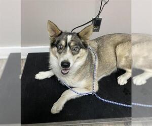 Siberian Husky-Unknown Mix Dogs for adoption in Redlands, CA, USA