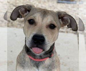 Mutt Dogs for adoption in Jefferson, WI, USA