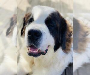 Saint Bernard Dogs for adoption in SHERBURNE, NY, USA
