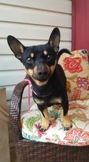 Doxie-Pin Dogs for adoption in Scottsboro, AL, USA