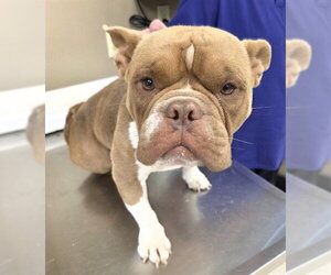 Bulldog-Unknown Mix Dogs for adoption in Conroe, TX, USA