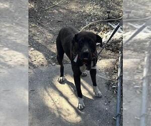 American Staffordshire Terrier-Unknown Mix Dogs for adoption in San Antonio, TX, USA