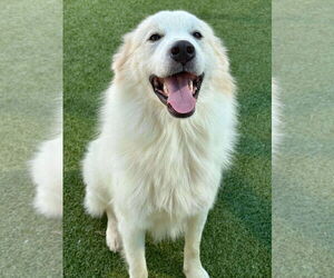Great Pyrenees-Unknown Mix Dogs for adoption in Woodbury, NY, USA