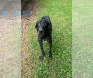 Great Dane Dogs for adoption in Bullard, TX, USA