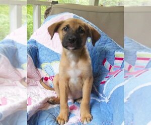 Golden Shepherd Dogs for adoption in Newnan, GA, USA