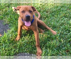 Mastiff-Redbone Coonhound Mix Dogs for adoption in Seminole, FL, USA