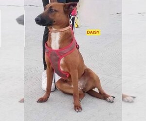 Mutt Dogs for adoption in Woodland Hills, CA, USA