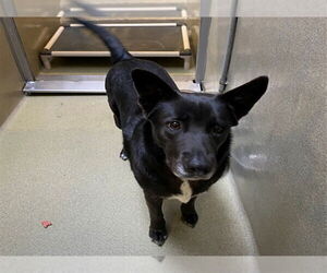 German Shepherd Dog-Unknown Mix Dogs for adoption in Rancho Cucamonga, CA, USA