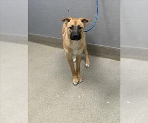 German Shepherd Dog-Unknown Mix Dogs for adoption in Las Vegas, NV, USA